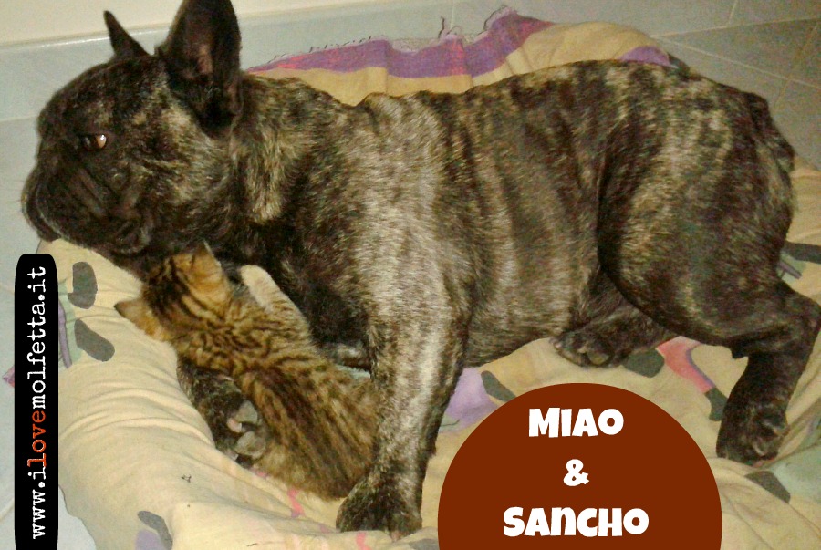 Miao e Sancho: unamicizia più forte dellistinto