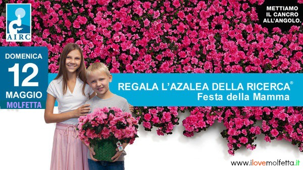 Azalea della Ricerca per la festa della mamma 2013