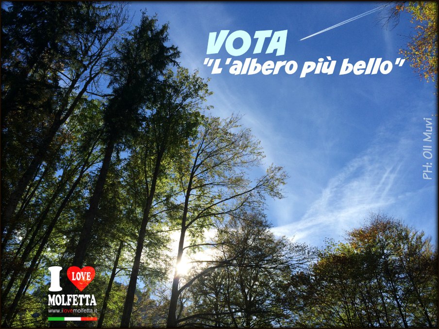 L'albero più bello di Molfetta