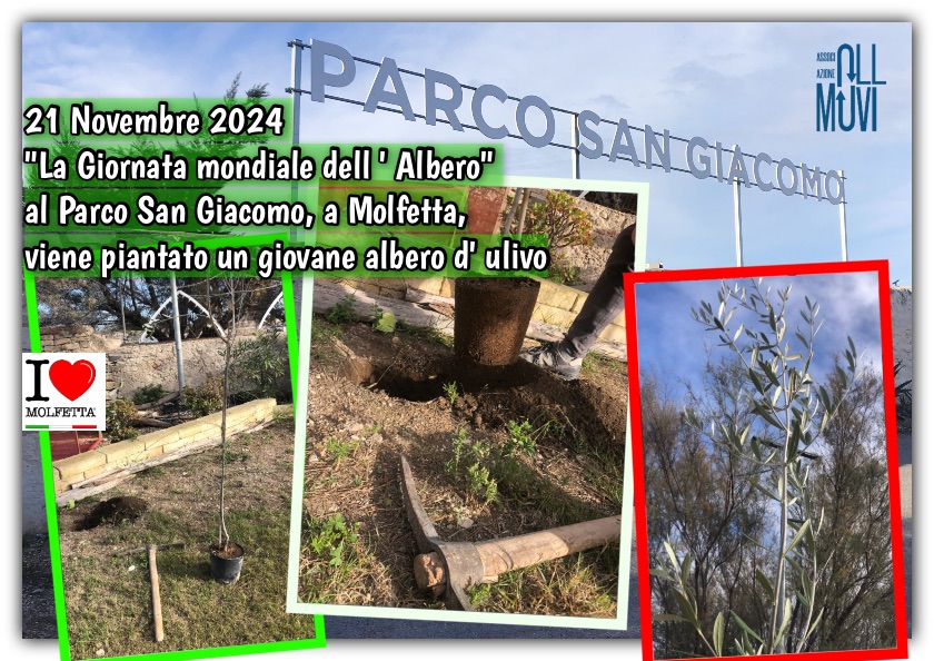 Giornata mondiale dell ' Albero: al Parco San Giacomo viene piantato un ulivo